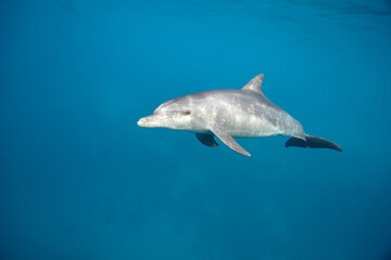 Fototapeta premium Common bottlenose dolphin tursiops truncatus underwater