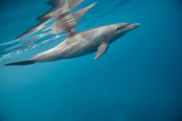 Fototapeta premium Common bottlenose dolphin tursiops truncatus underwater