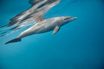 Common bottlenose dolphin tursiops truncatus underwater