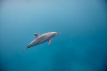 Fototapeta premium Common bottlenose dolphin tursiops truncatus underwater