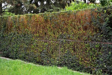 Trimmed hedge of coniferous trees