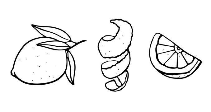 Lemon with leaves, peel and slice hand drawn illustration. Black and white line drawing isolated on background. Citrus fruit illustration for design and print. 