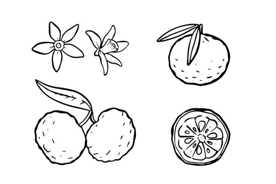 Yuzu fruit illustrations set with whole, halved, and flowers on white background. Line drawing for design and print. Asian cuisine and natural ingredient concept. 