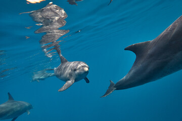 Fototapeta premium Common bottlenose dolphin tursiops truncatus underwater