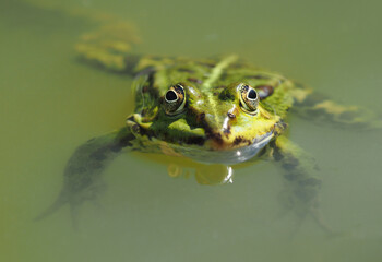 Nahaufnahme eines grünen Frosches im Wasser