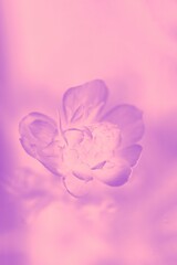 Flower on soft pink light lilac color background