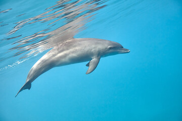 Common bottlenose dolphin tursiops truncatus underwater