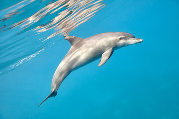 Common bottlenose dolphin tursiops truncatus underwater