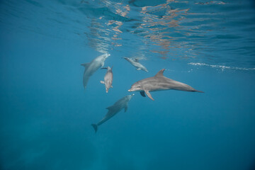 Common bottlenose dolphin tursiops truncatus underwater
