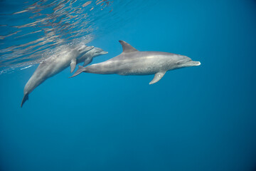 Common bottlenose dolphin tursiops truncatus underwater