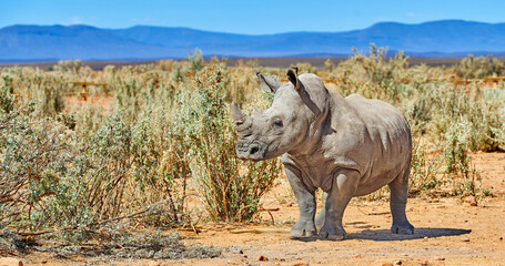 Rhino, walking and environment in natural habitat in African national park, wildlife and safari in...