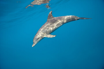 Common bottlenose dolphin tursiops truncatus underwater