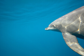 Naklejka premium Common bottlenose dolphin tursiops truncatus underwater