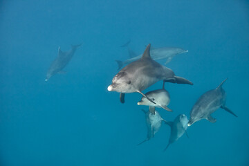Common bottlenose dolphin tursiops truncatus underwater