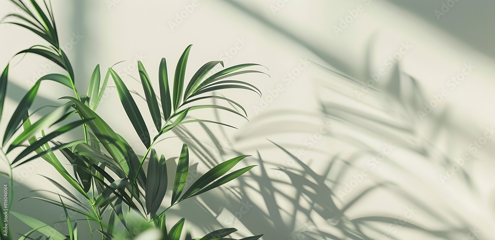 Canvas Prints This detailed image captures the intricate shadows cast by a potted plant's leaves against a white wall, revealing an interplay of light and texture