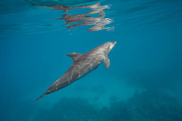 Fototapeta premium Common bottlenose dolphin tursiops truncatus underwater