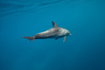 Common bottlenose dolphin tursiops truncatus underwater