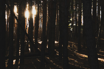 Sombras en un bosque de pinos. Sol del amanecer colándose entre los troncos de los árboles.