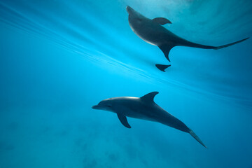 Common bottlenose dolphin tursiops truncatus underwater