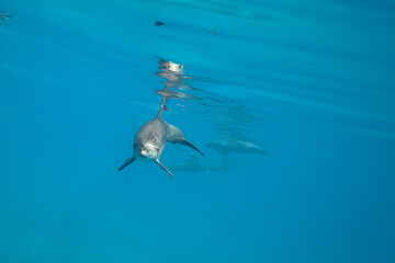 Common bottlenose dolphin tursiops truncatus underwater