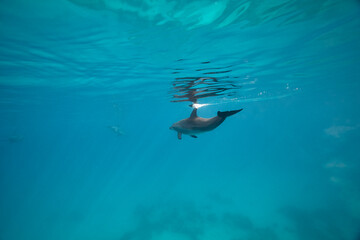 Obraz premium Common bottlenose dolphin tursiops truncatus underwater