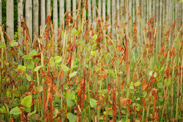Knotweed Reynoutria sprayed herbicide roundup destroys leaves leaf spray close-up invasive village...