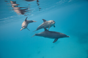 Common bottlenose dolphin tursiops truncatus underwater