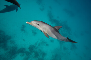 Obraz premium Common bottlenose dolphin tursiops truncatus underwater