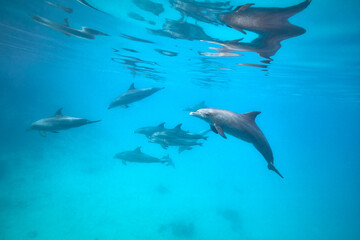 Common bottlenose dolphin tursiops truncatus underwater