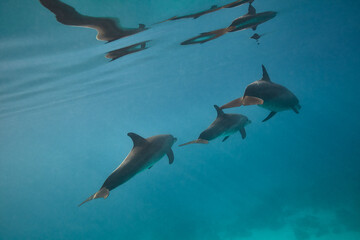 Common bottlenose dolphin tursiops truncatus underwater