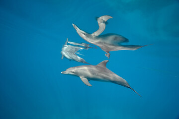 Common bottlenose dolphin tursiops truncatus underwater