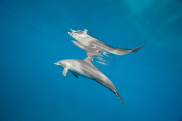 Common bottlenose dolphin tursiops truncatus underwater
