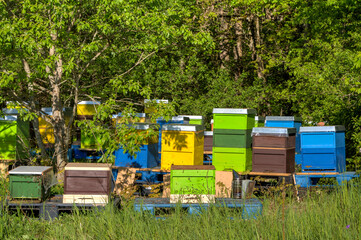 Colorful beehives line the forest edge. An idyllic scene of beekeeping. Explore nature and bee...