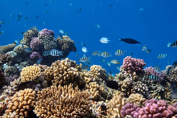 Underwater seascape coral and fishes