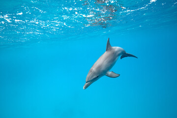 Common bottlenose dolphin tursiops truncatus underwater