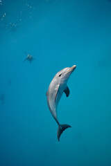 Common bottlenose dolphin tursiops truncatus underwater