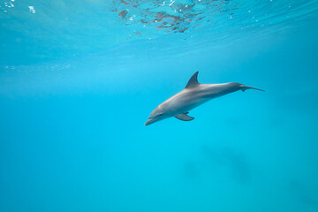 Common bottlenose dolphin tursiops truncatus underwater