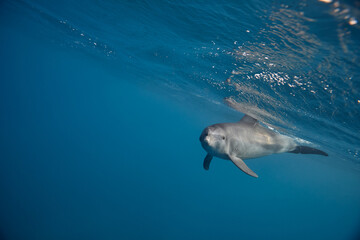 Naklejka premium Common bottlenose dolphin tursiops truncatus underwater