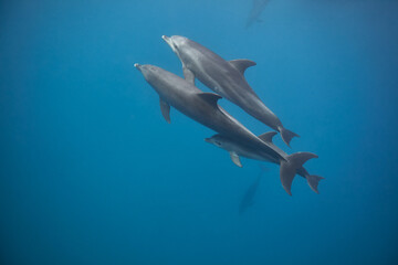 Common bottlenose dolphin tursiops truncatus underwater