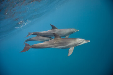 Common bottlenose dolphin tursiops truncatus underwater