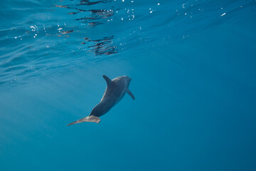 Common bottlenose dolphin tursiops truncatus underwater