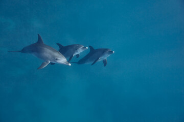 Naklejka premium Common bottlenose dolphin tursiops truncatus underwater