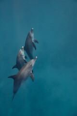 Obraz premium Common bottlenose dolphin tursiops truncatus underwater