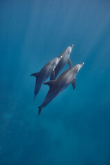 Common bottlenose dolphin tursiops truncatus underwater