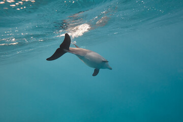 Common bottlenose dolphin tursiops truncatus underwater