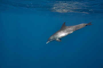Fototapeta premium Common bottlenose dolphin tursiops truncatus underwater