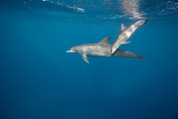 Common bottlenose dolphin tursiops truncatus underwater
