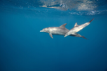 Common bottlenose dolphin tursiops truncatus underwater
