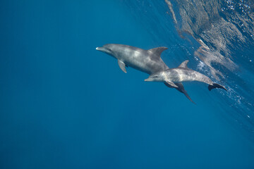Fototapeta premium Common bottlenose dolphin tursiops truncatus underwater