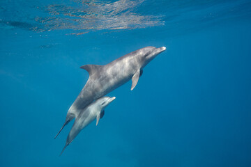 Fototapeta premium Common bottlenose dolphin tursiops truncatus underwater